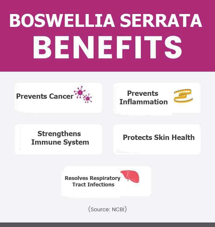 Boswellia Serrata Frankincense Graphic