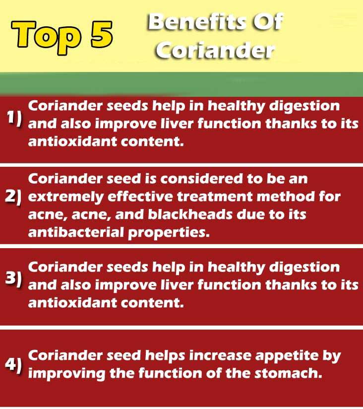 Coriander graphic