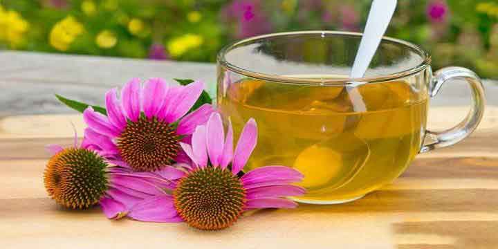 Echinacea tea