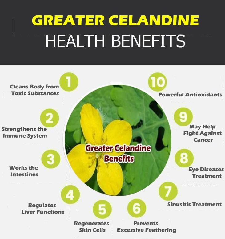 Greater celandine graphic e1600854112828