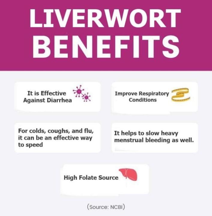 Liverwort benefits graphic scaled 1 e1600852724425