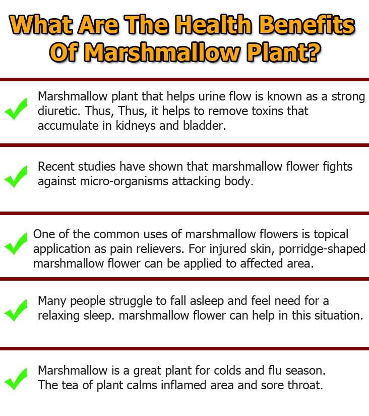 Marshmallow plant graphic