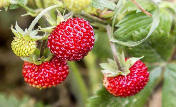 Mountain Strawberry