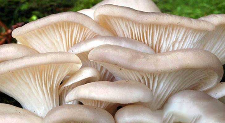 Oyster Mushrooms