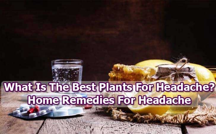 What Is The Best Plants For Headache