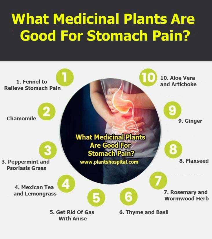 What Medicinal Plants Are Good For Stomach Pain Graphic