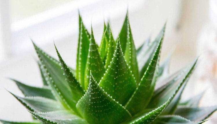 aloe vera 1