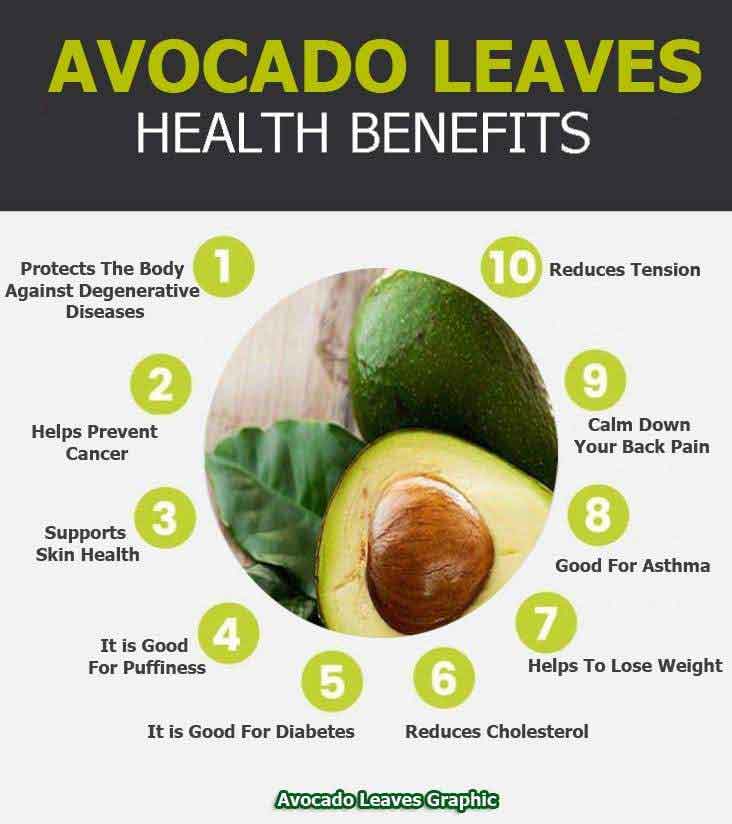 avocado leaves graphic