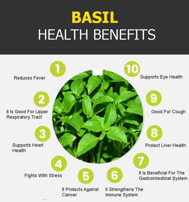 basil benefits 1