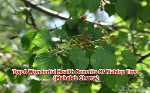 benefits of mahlep tree