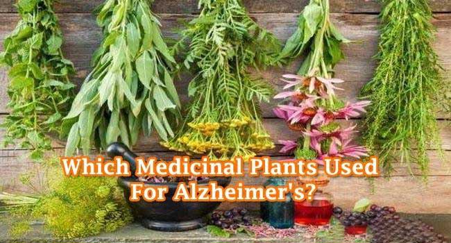 benefits of medicinal plants