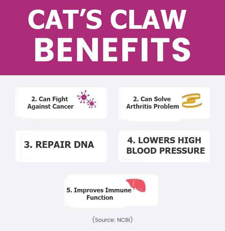 cats claw graphic