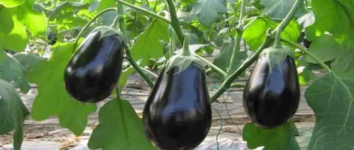 eggplant stalks