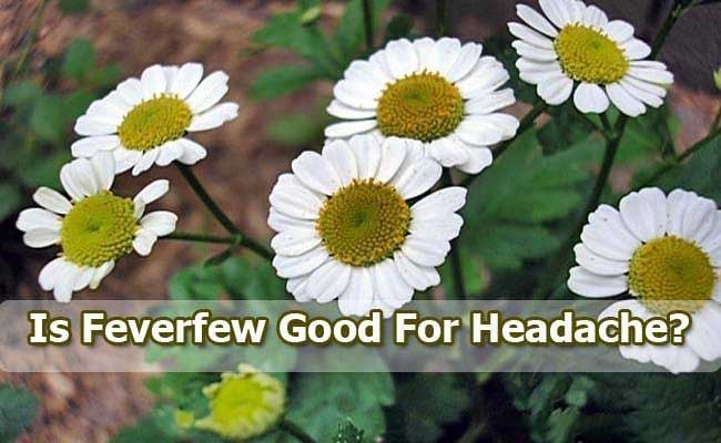 feverfew