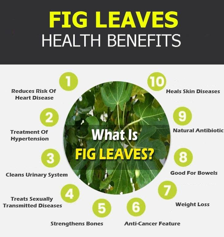 fig leaves infographic e1600842980650