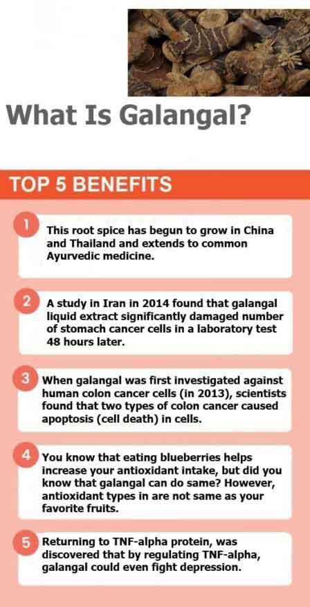 galangal infographic