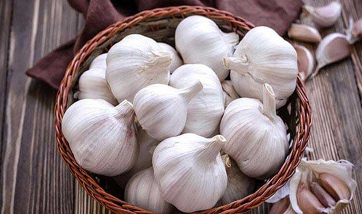 garlic