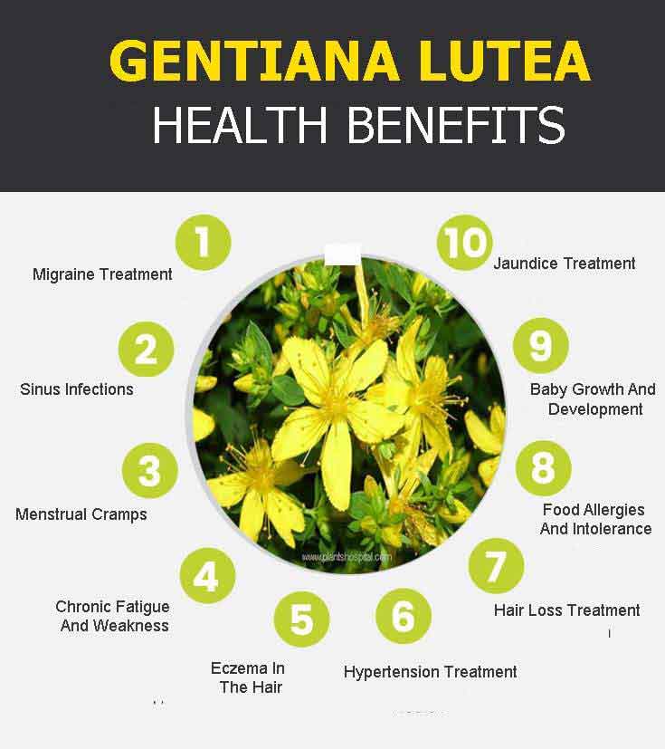 gentiana lutea graphic