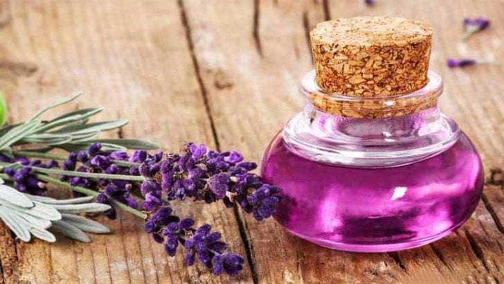 lavender essential oil