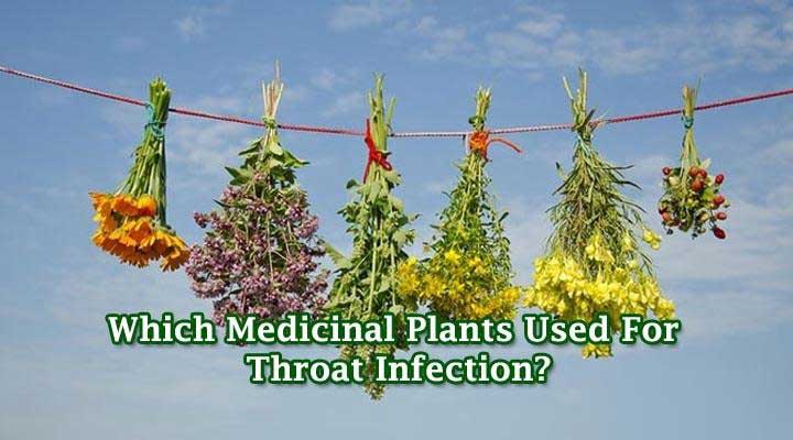 medicinal plants uses