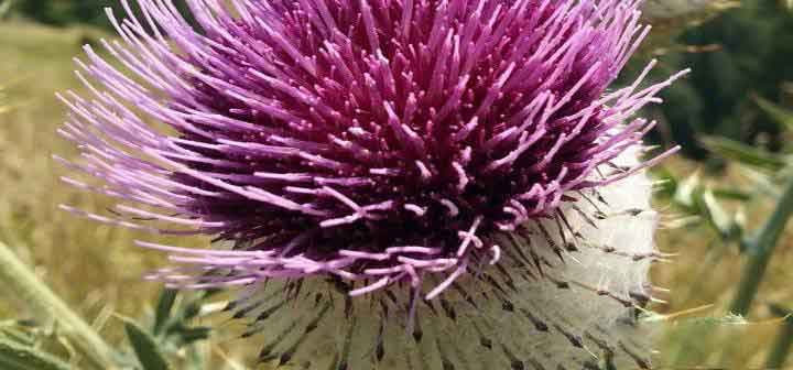 milk thistle benefits