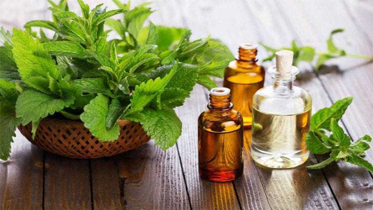 mint essential oil