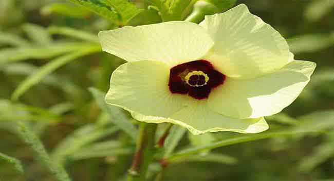 okra flower