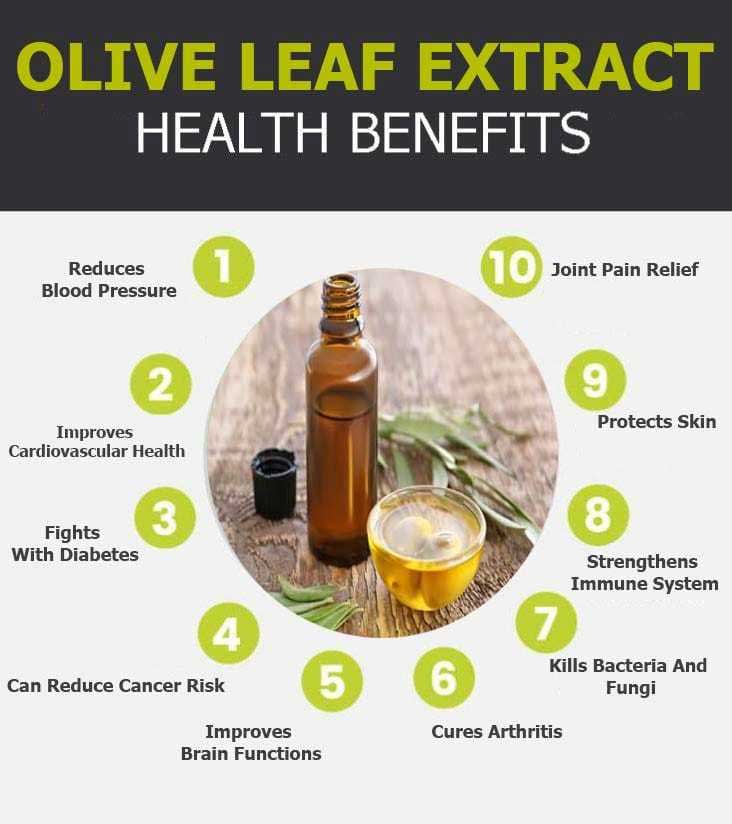 olive leaf extract graphic