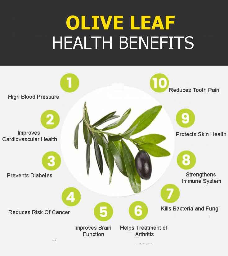 olive leaf graphic