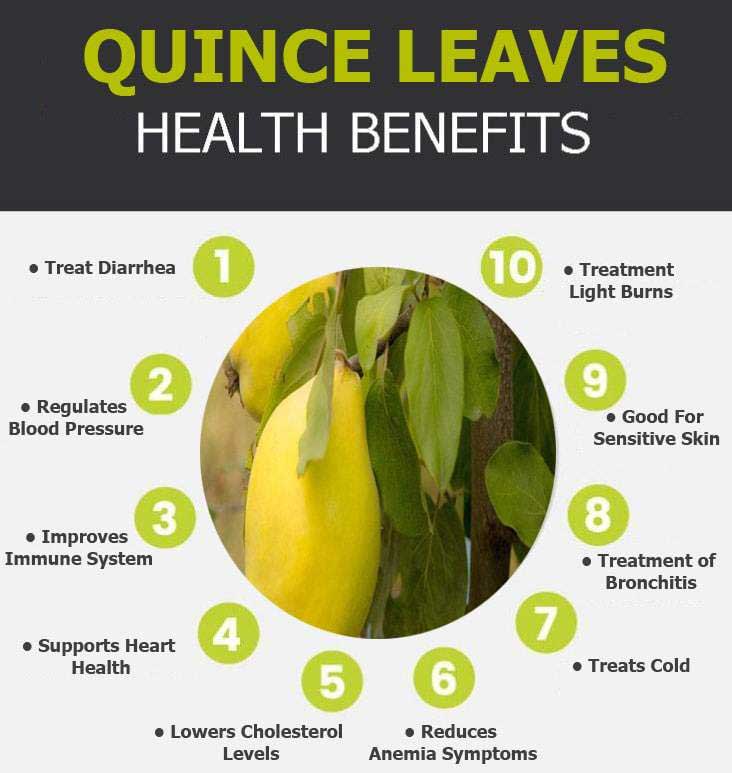 quince leaf infographic