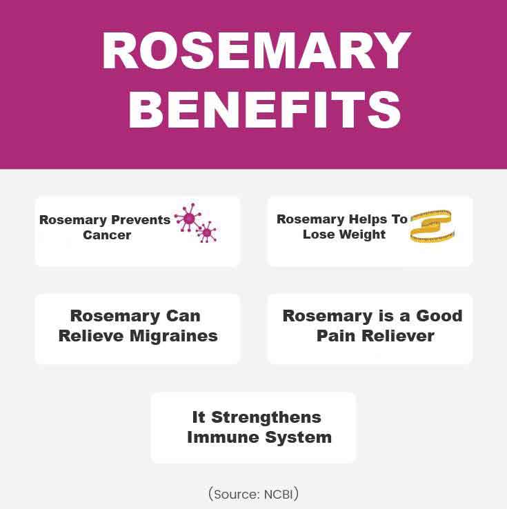 rosemary graphic