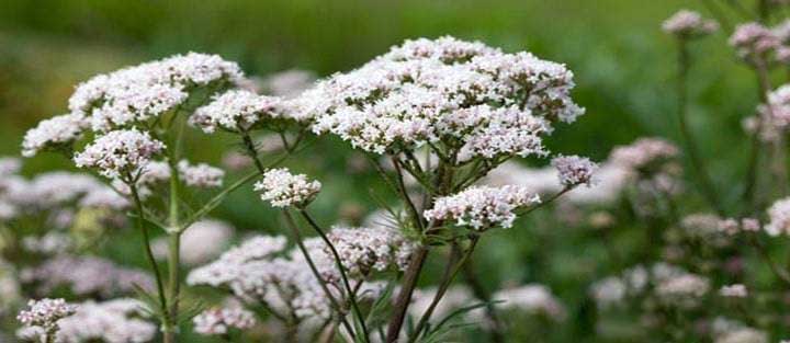 valerian benefits