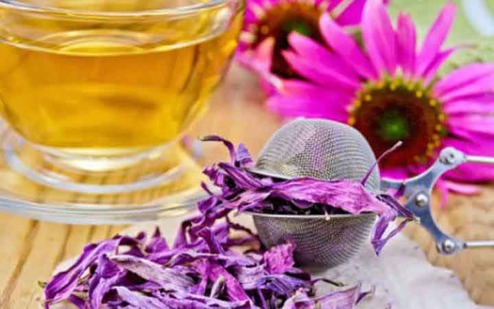 what is Echinacea