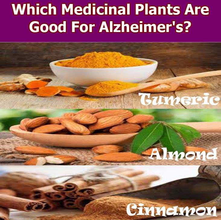 which medicinal plants are good for alzheimers