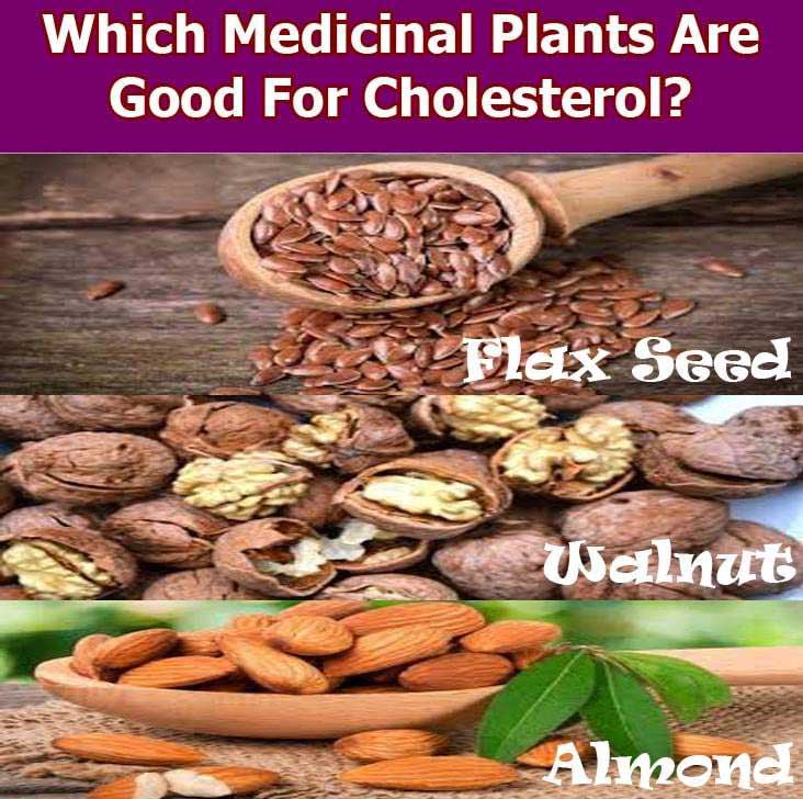 which medicinal plants are good for cholesterol