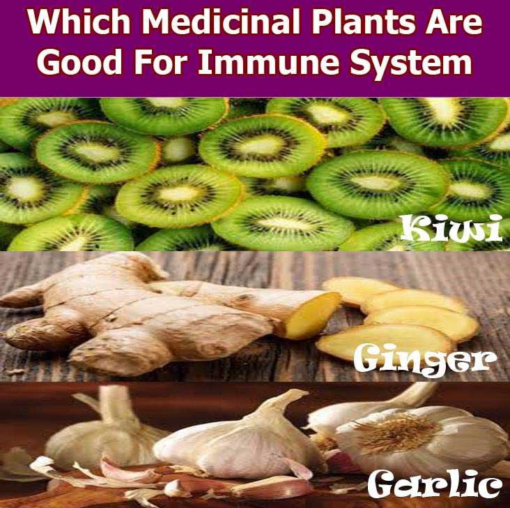 which medicinal plants are good for immune system weakness