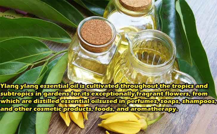 ylang ylang essential oil benefits