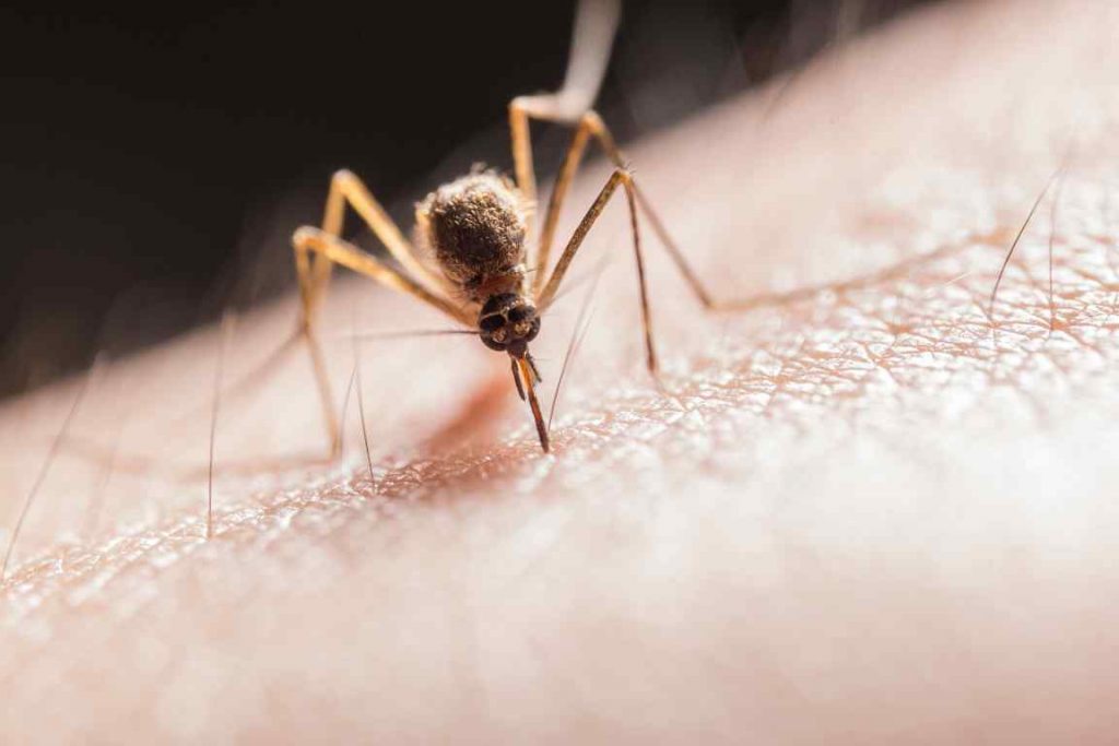 mosquito biting on skin 1 1024x683 1